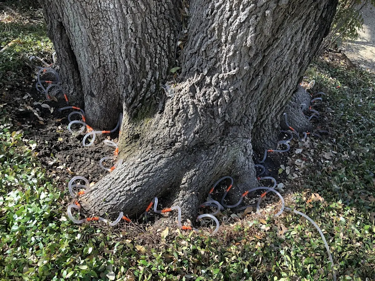 Detailed Tree Cabling and Bracing job site in Cambridge